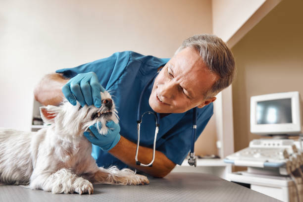  Totowa, NJ Emergency Dentist Pros